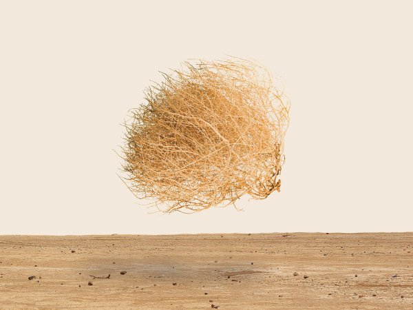 Сено в пустыне