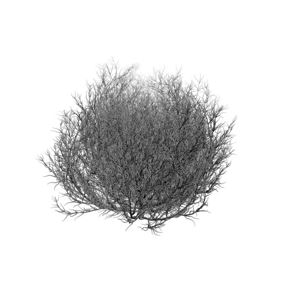 Перекати поле на белом фоне