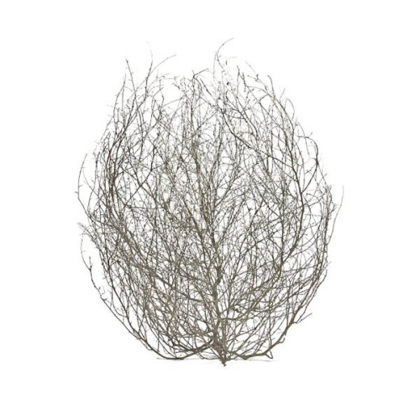 Перекати-поле растение