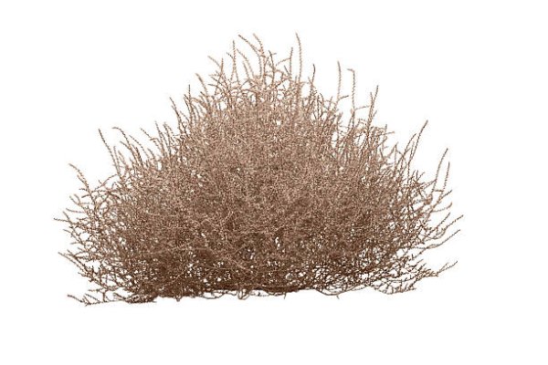 Перекати поле на белом фоне