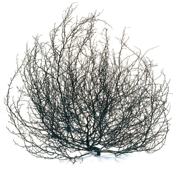 Перекати поле кустарник