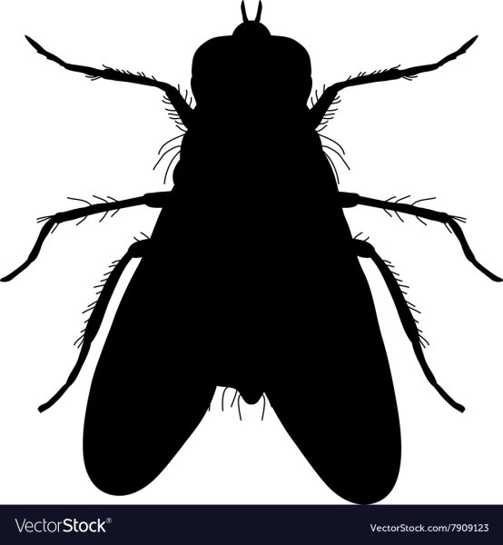 Силуэты насекомых для детей