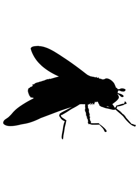 Силуэты насекомых для детей