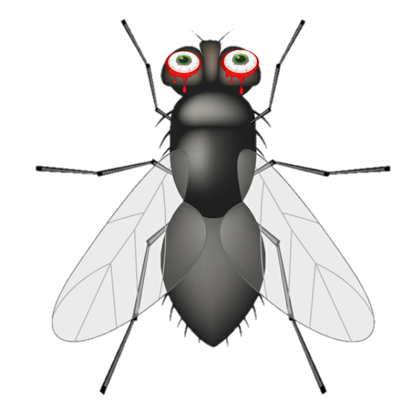 Муха симметрия