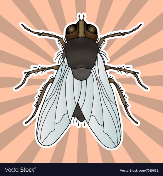 Нефтяная Муха