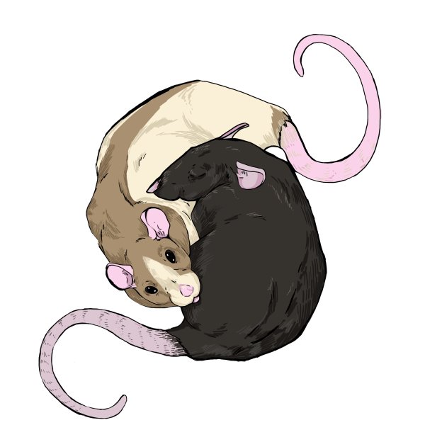 Стикеры крыса ВК