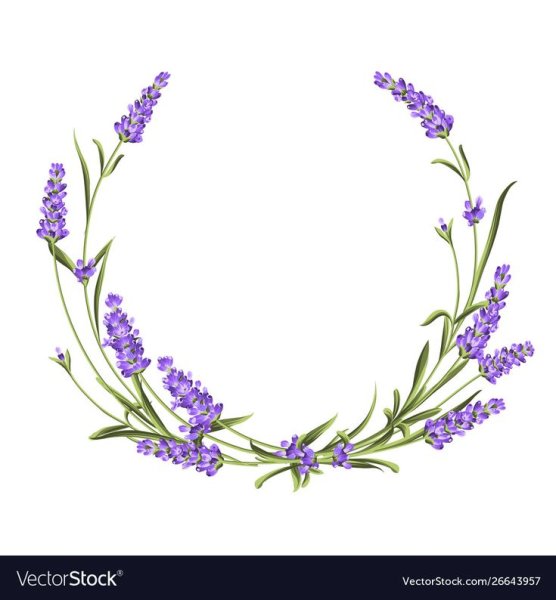 Лаванда полукругом