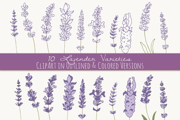 Лаванда Графика