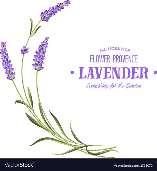 Веточка лаванды логотип