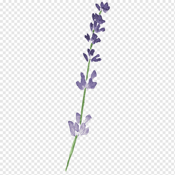 Веточка лаванды