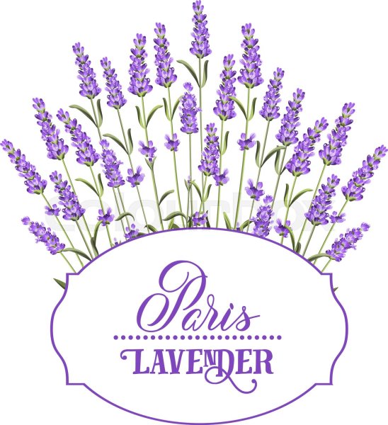 Лаванда штриховой рисунок в вектор