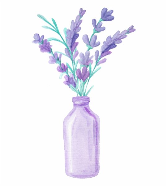 Ветка лаванды на прозрачном фоне