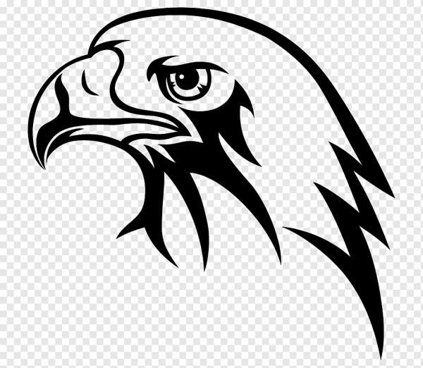 Глаз орла вектор