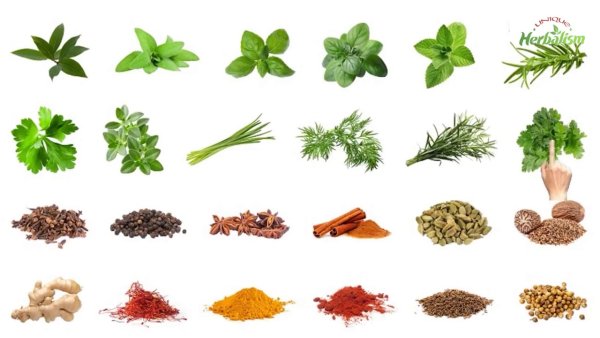 Травы и специи на белом фоне