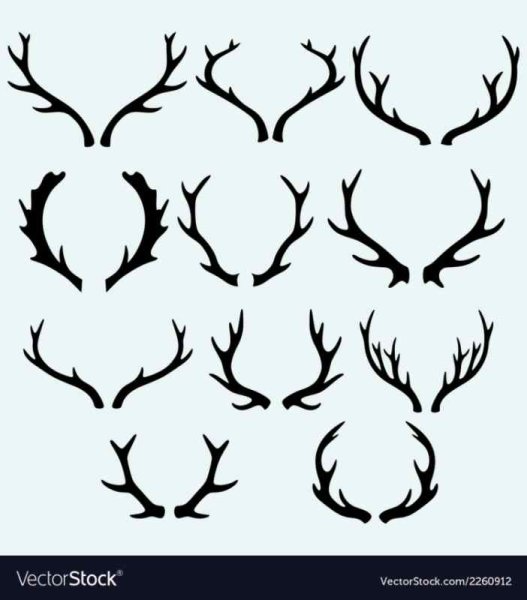 Орнамент рога оленя