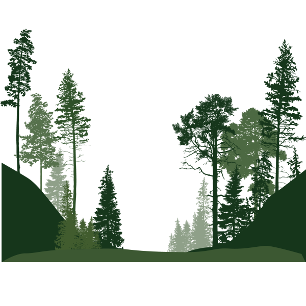 Силуэт леса
