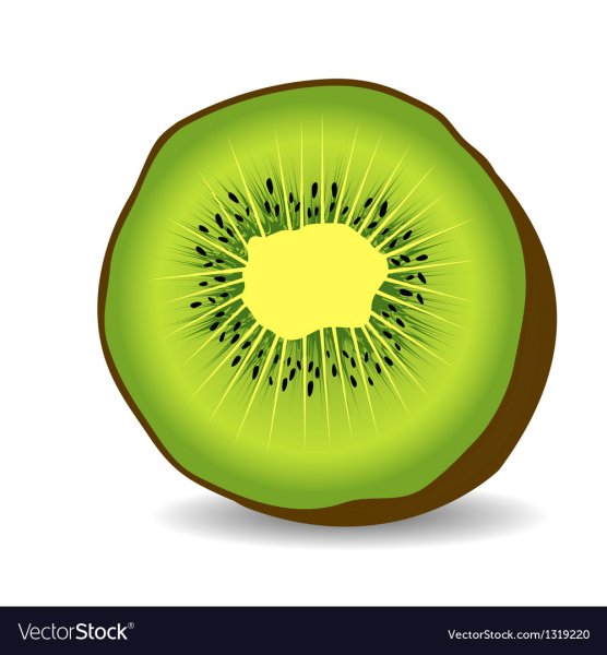 Киви фрукт вектор
