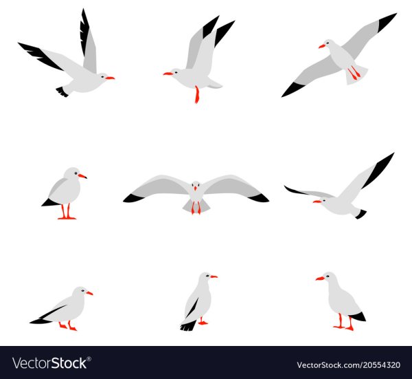 Чайка сидит вектор