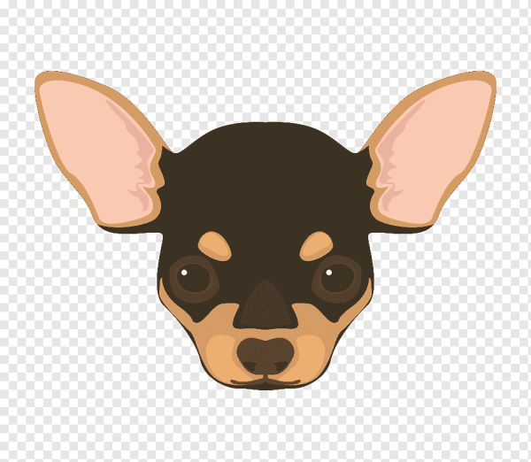 Морда той терьера