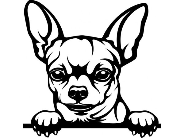 Тату чихуахуа эскиз