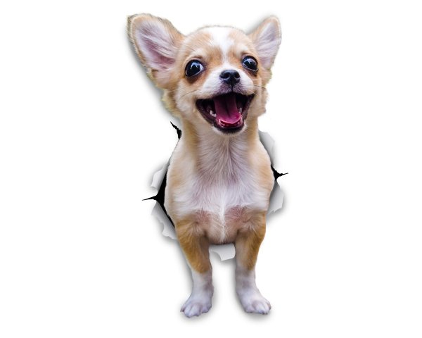 Стикеры собака чихуа