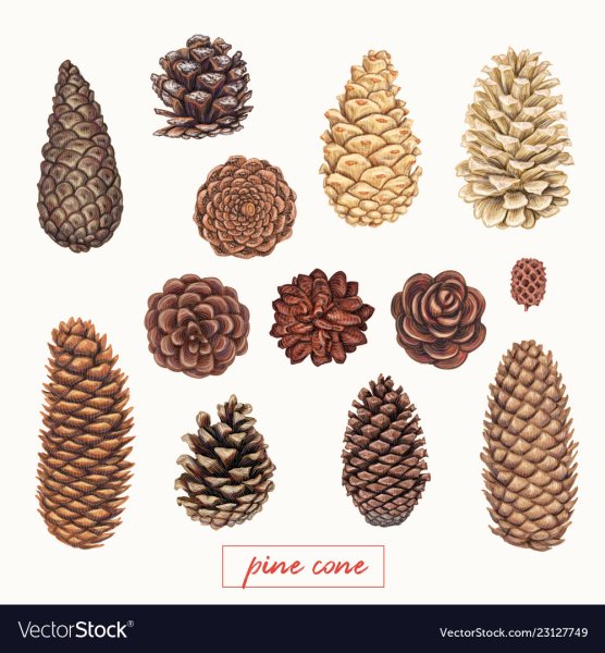 Раздаточный материал шишки