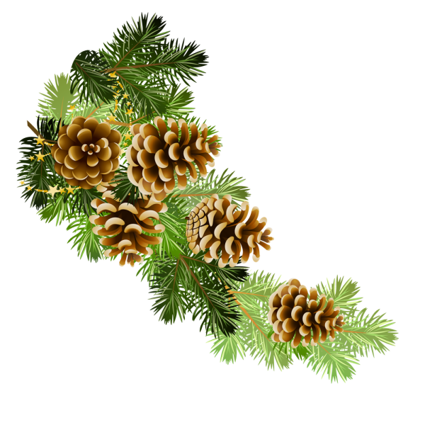 Веточки хвойники шишки