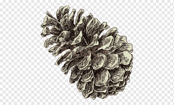 Шишки Графика