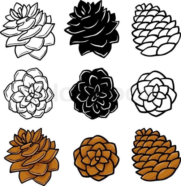 Шишки на веточке