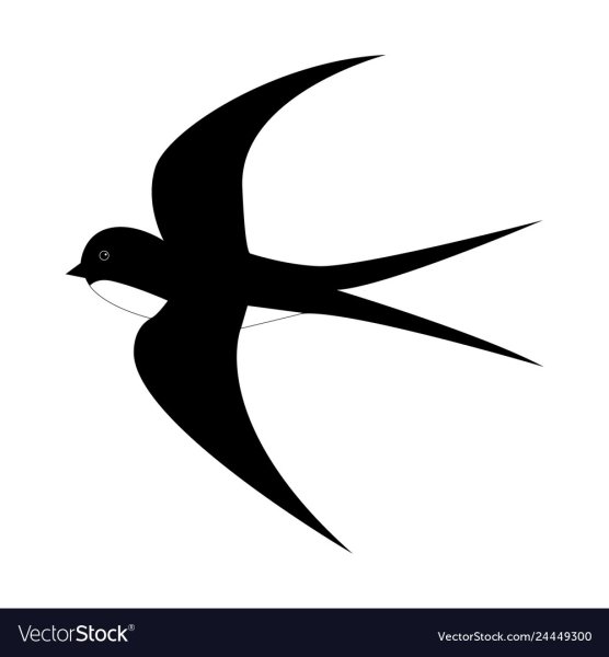 Ласточка в полете на белом фоне