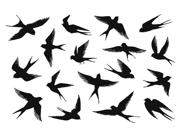 Тень ласточки