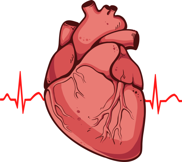Стикер сердце анатомия