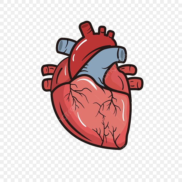 Сердце нарисовать человеческое