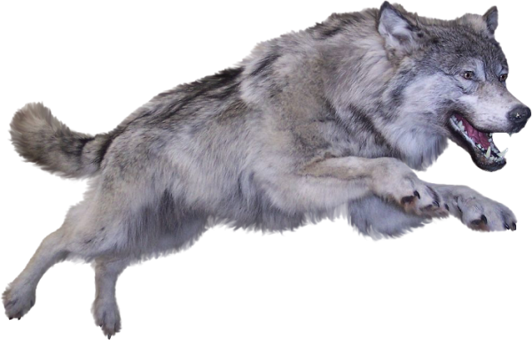 Стая Волков на белом фоне