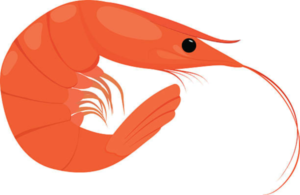 Креветка на прозрачном фоне векторный