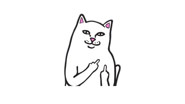 Кот с факом