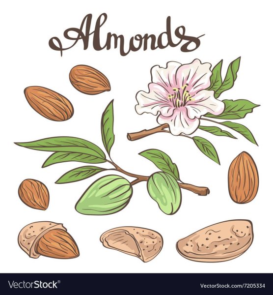 Миндаль Графика