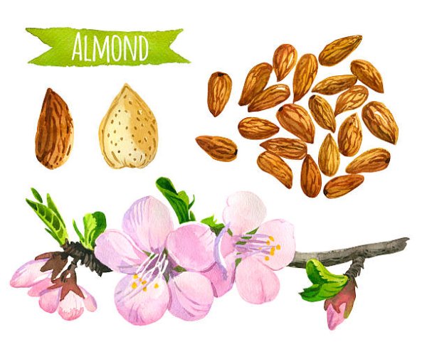 Миндаль вектор акварель