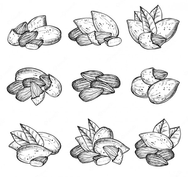 Миндаль эскиз