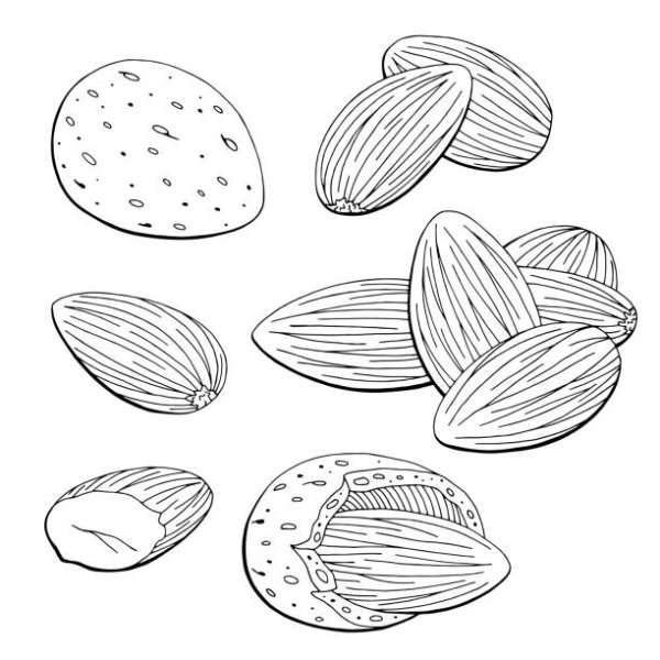 Миндаль вектор