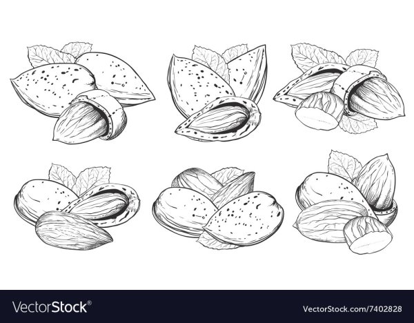 Миндаль вектор