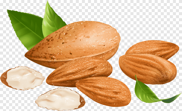 Миндаль орех вектор