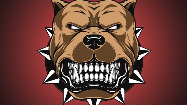 Питбуль злой