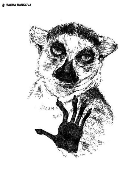 Енот узбагойся