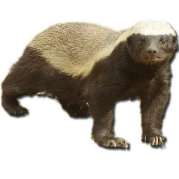 Медоед злой