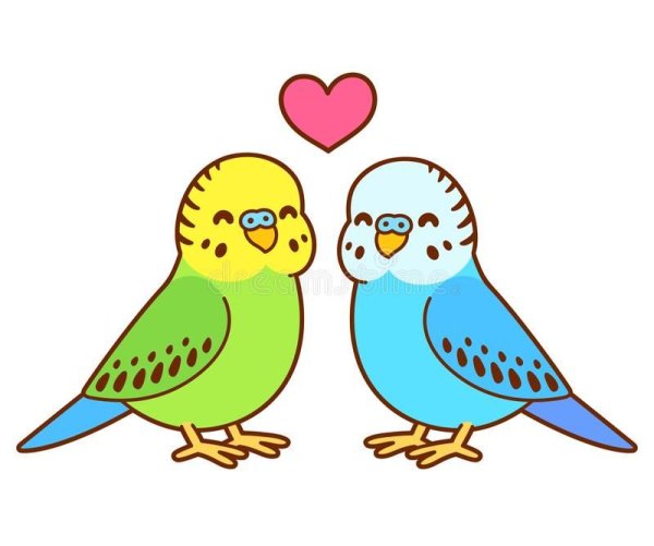 Волнистый попугай спереди