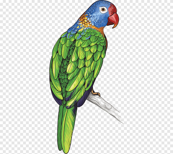 Милые попугаи корелла