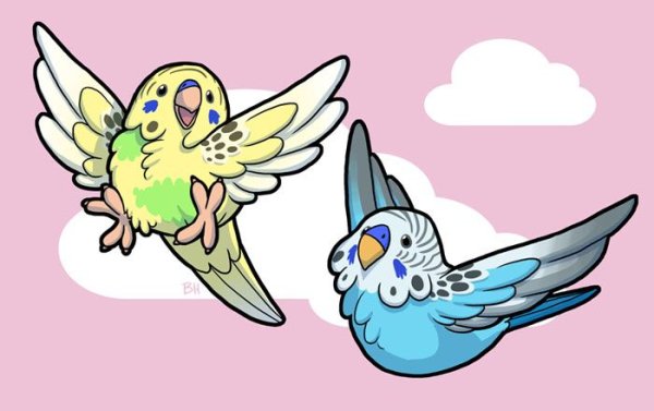 Попугай корелла Чиби