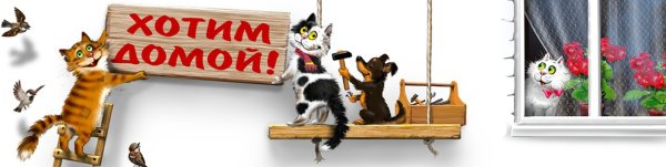 Котенок хочет домой