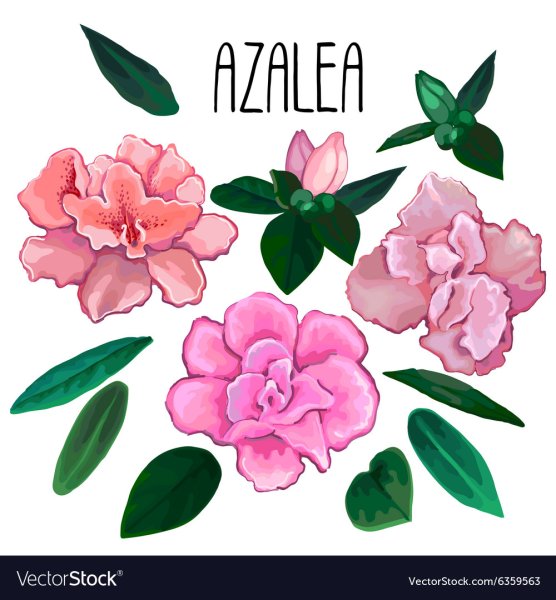 Азалия вектор